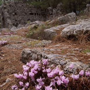 Cyclamen graecum